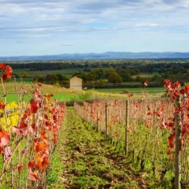 Champdieu - Vignes