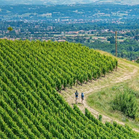 Chez nos voisins- Le Roannais vignes