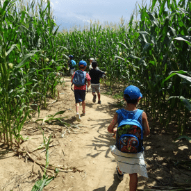 labyrinthe de maïs 42