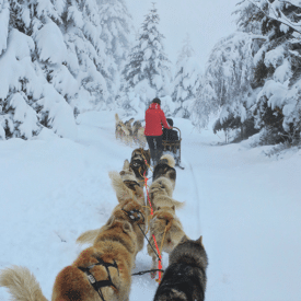 Chien de traineau au Col de la Loge Loire 42