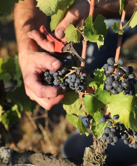 Vignobles en scène